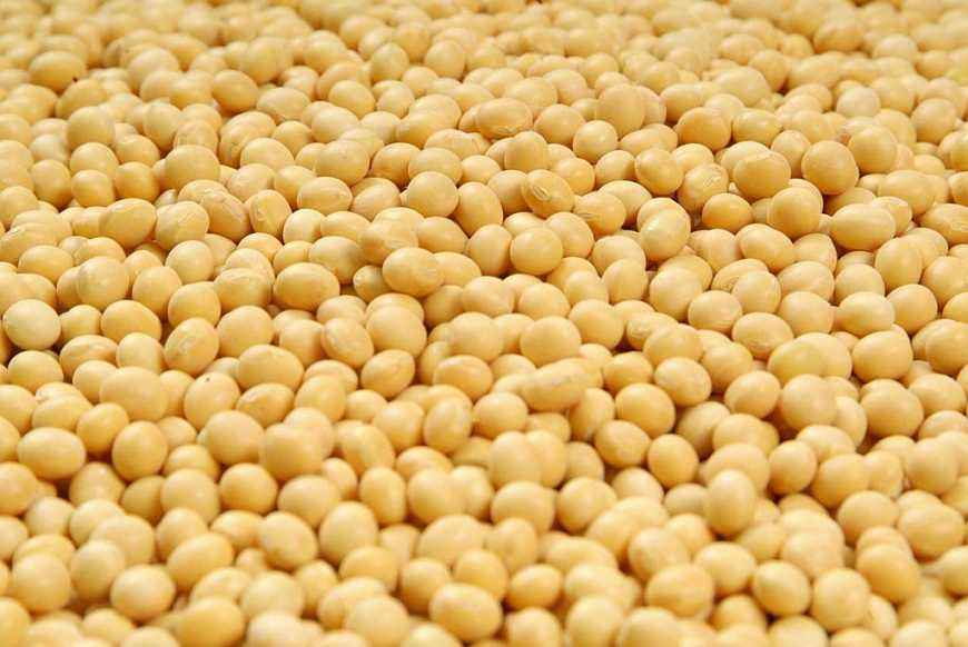 大豆蛋白质含量约为30%-40%
