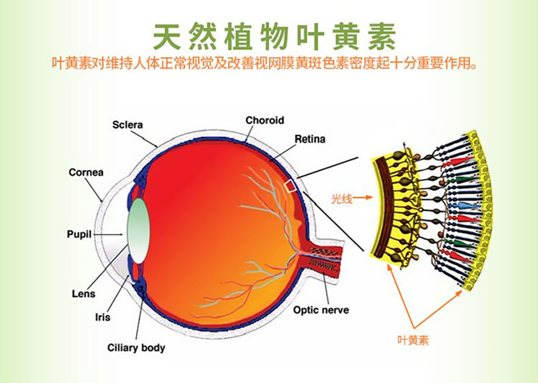 万寿菊叶黄素对改善视觉的重要性