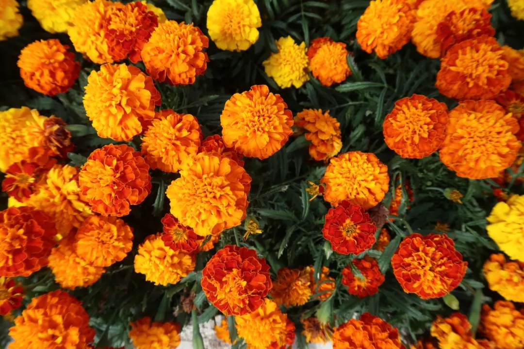 Technical advantages of marigold xanthophyll equipment