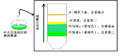 万寿菊叶黄素提取