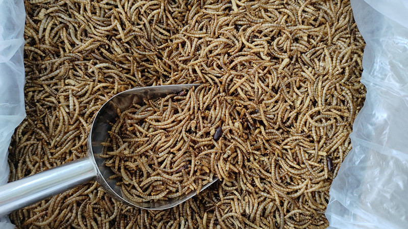 yellow mealworm